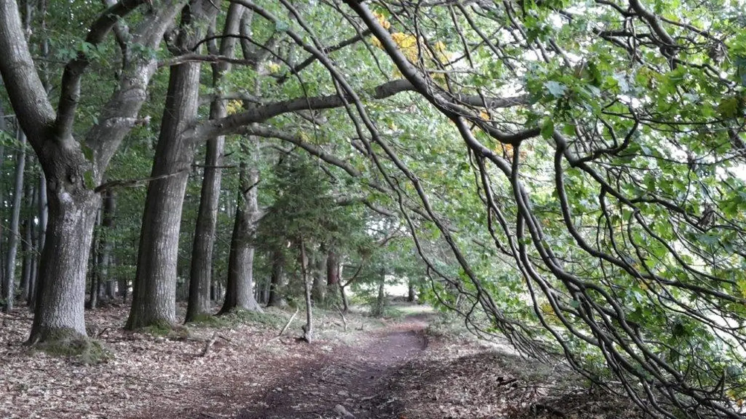 Wald von Bike Lodge GmbH