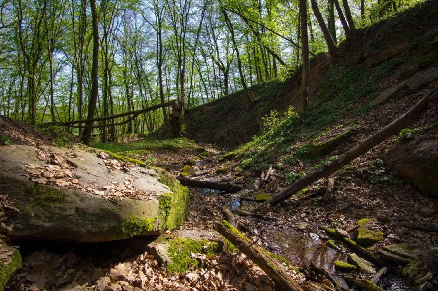 Wald von Bike Lodge GmbH