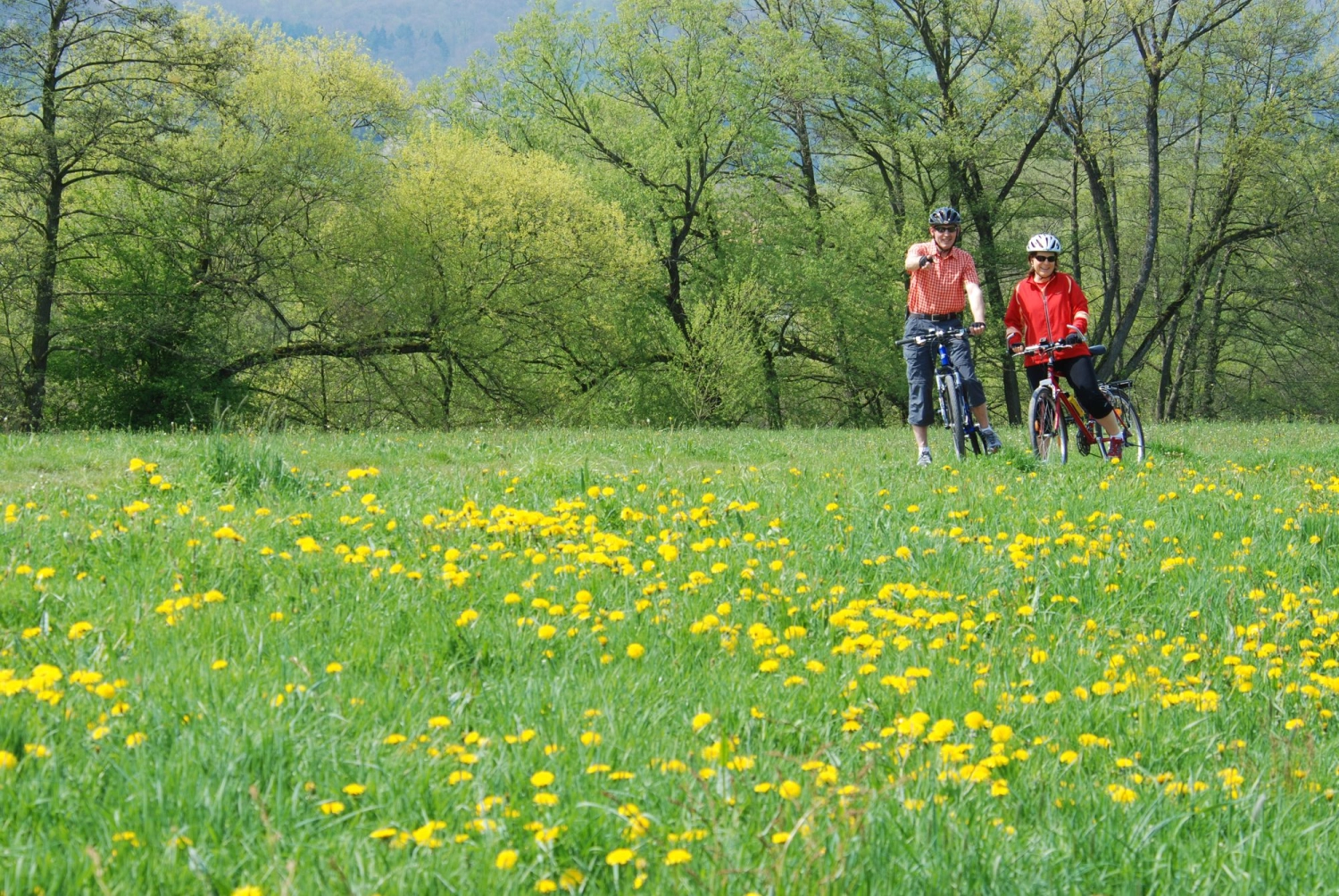 Wald von Bike Lodge GmbH