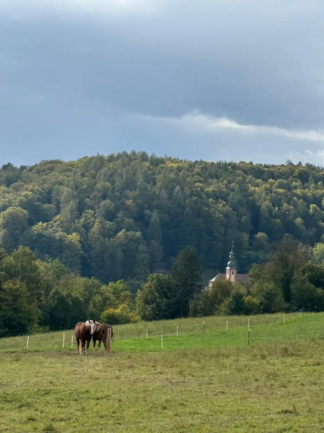 Wald von Bike Lodge GmbH