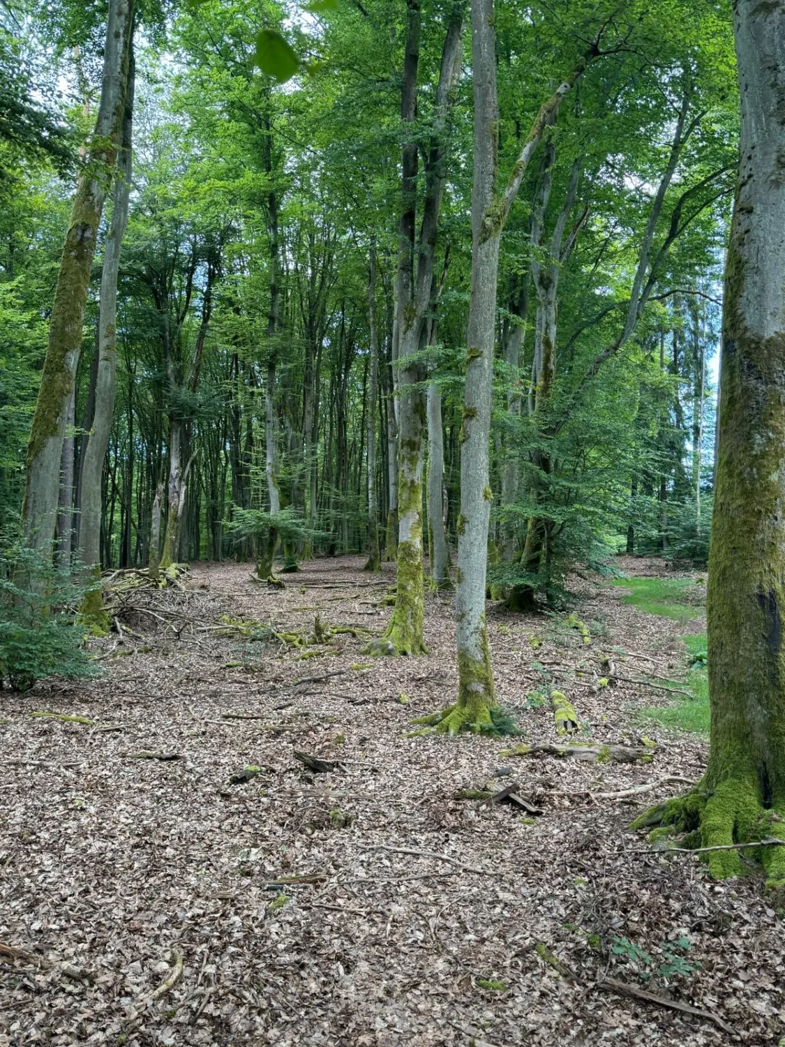 Wald von Bike Lodge GmbH