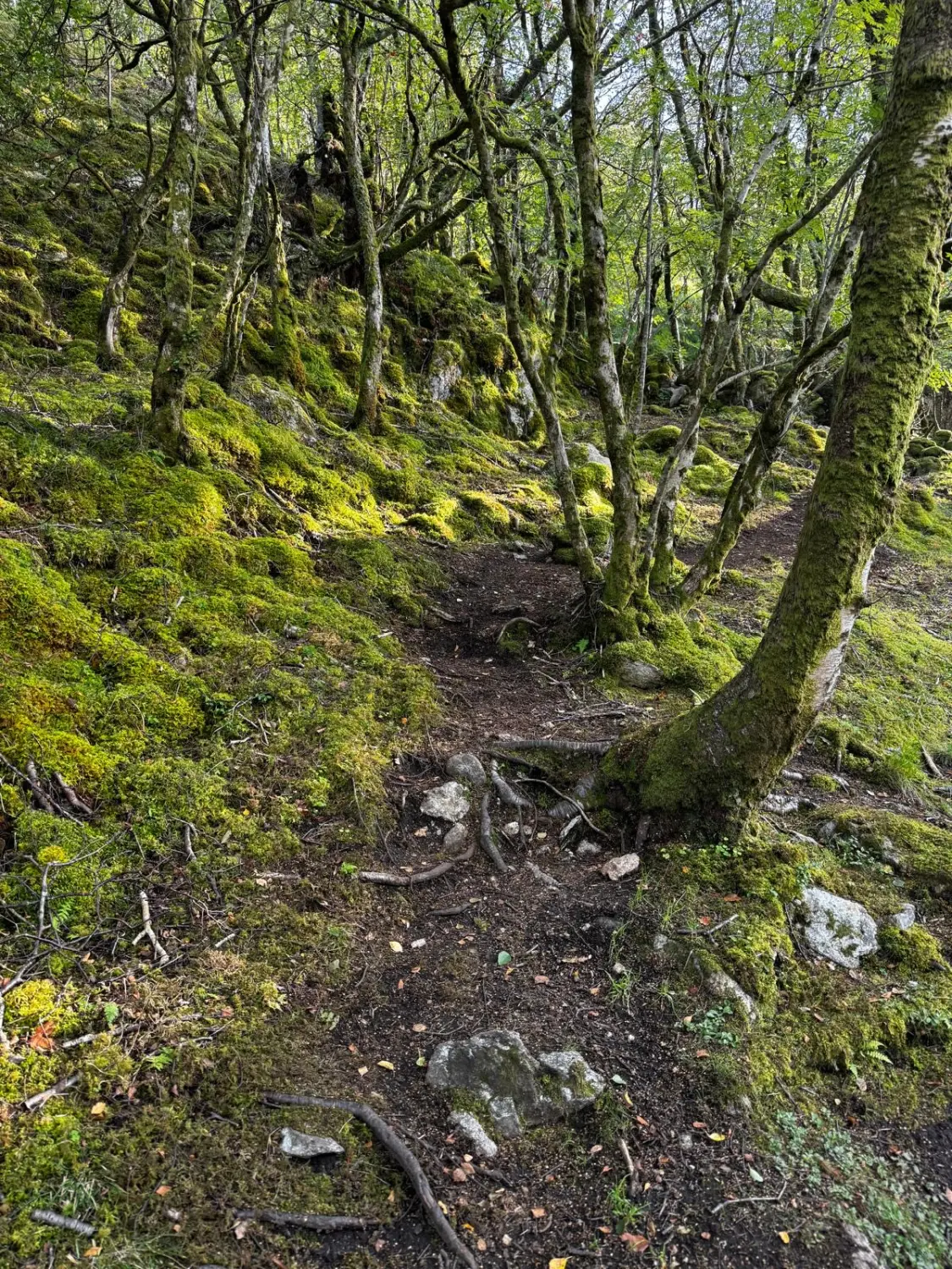 Wald von Bike Lodge GmbH